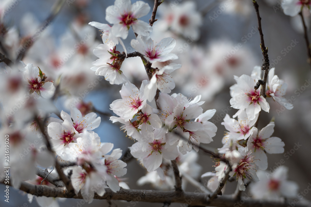 Sticker Cherry blossoms on the Cote d'Azur