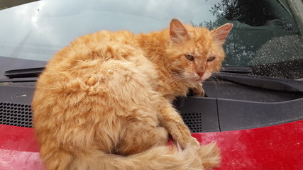 Cat on the hood