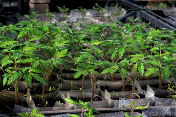 Growing tomato seedlings. Small sprouts of tomato growing in the greenhouse, close-up, February, March.