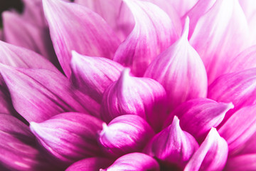 Pink dahlia pinnata single flower petal in isolated close up details in muted elegant filter