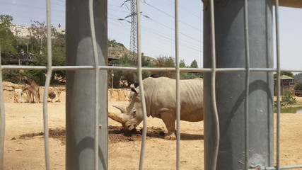 A rhino at the Jerusalem zoo