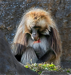 Gelada baboon male. Latin name - Theropithecus gelada