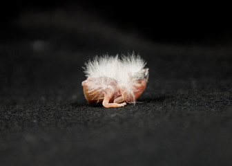 Zebrafink zebra finch Küken chick baby (0109)