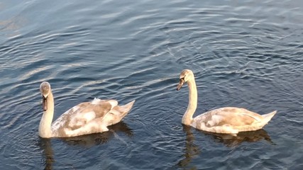 two ducks on the lake