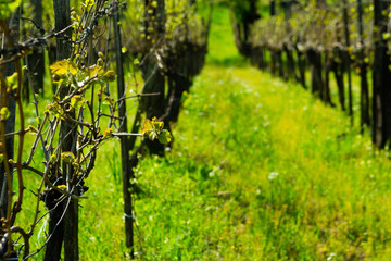 spring leaves on vine plants, after springtime cutting maintenance