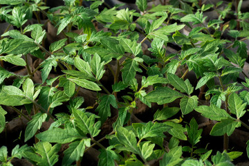 Growing tomato seedlings. Small sprouts of tomato seedlings growing in the greenhouse, February, March. Top view, flat lay, close-up