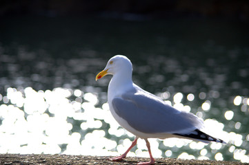 seagull on beach