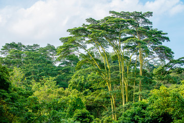 Tropical lush greenery forest in Singapore Southeast Asia