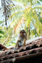 Cute Macaca Sinica Monkey on the Hut Roof