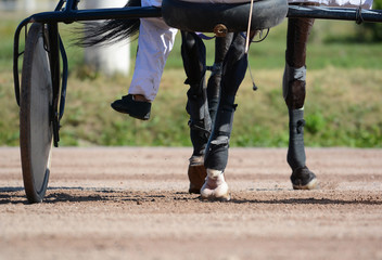Legs of a brown trotter horse and horse harness. Harness horse racing in details.