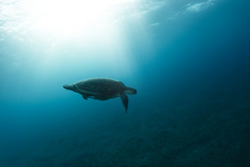 Hawksbill turtle floating in dark blue clear water