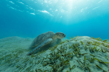 Naklejka premium Hawksbill turtle feeding seaweed, Marsa Alam,Egypt