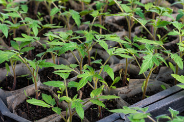 Growing tomato seedlings. Small sprouts of tomato growing in the greenhouse, close-up, February,...