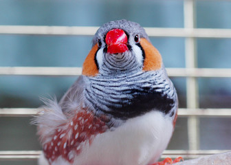 Zebrafink zebra finch frontal front Männchen male (0613)