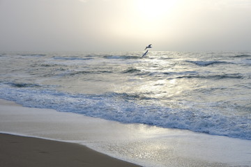 flying gulls