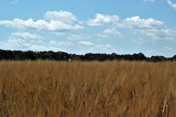 wheat field and blue sky