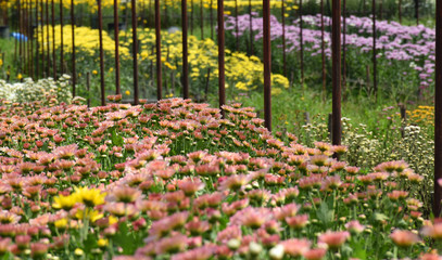 chrysanthemum flowers in the garden