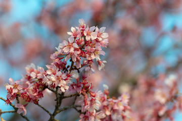 Cherry blossoms on the Cote d'Azur