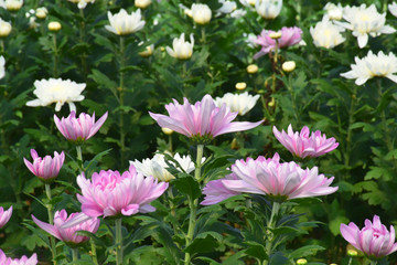 chrysanthemum flowers in the garden