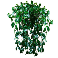 home plant, wax ivy, Hoya, luxuriously growing, isolated on white background. Blank for decoration