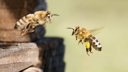 Honigbienen: Ankunft – Abflug