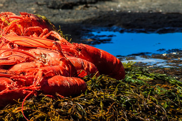 Close up Lobster Bake