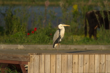 Grey Heron (Ardea cinerea)