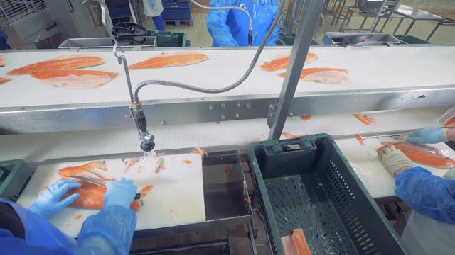 People work at a factory, cutting fish, close up.