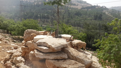 Mountain goats in Jerusalem zoo