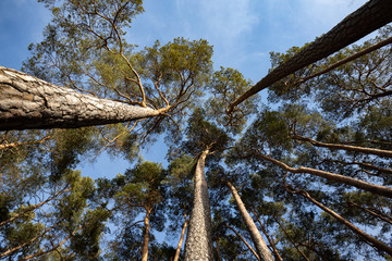 Kiefer Baume ganz nah und groß