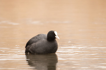Wild black and white bird in the water. Black body and white beak. Full-body portrait Fulica atra.