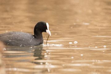 Wild black and white bird floats on the water. In the beak of aquatic vegetation. Beautiful portrait.