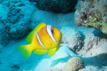 Fototapeta na wymiar ClownFish