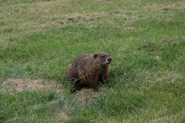 Wild Groundhog
