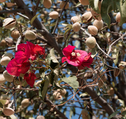  pistachio tree in bloom with red flowers