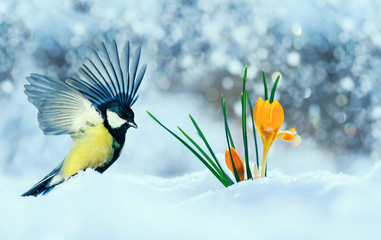 beautiful holiday card with bird tit flew widely spreading its wings to the first delicate yellow...