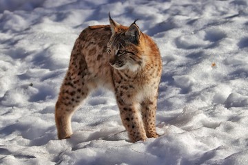 Luchs