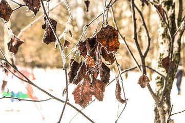 spring frozen branch