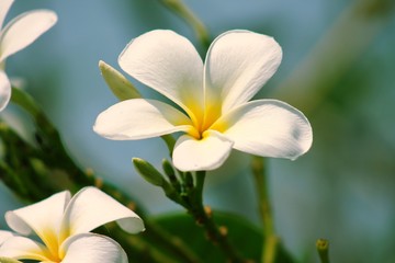 frangipani flower on green background
