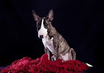 Dog breed mini bull terrier sitting on the red knitted shawl on black background