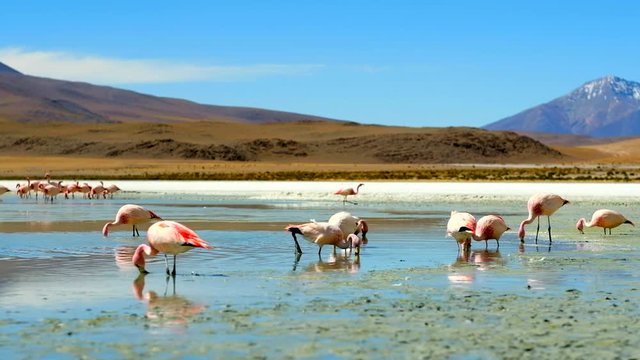 Beautiful flamingos at the sunshine lagoon