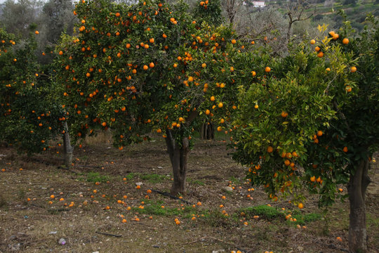 Orange plantation in Cyprus, fresh oranges on orange tree fruits