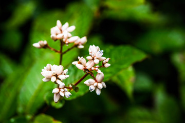 Small flowers  in the tropical rain forest