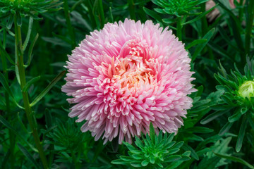 Beautiful flowers of asters on a flower bed