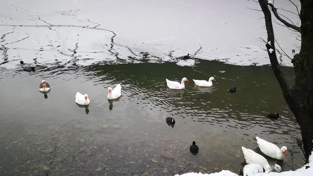 anatre bianche, folaghe uccelli acquatici su lago ghiacciato