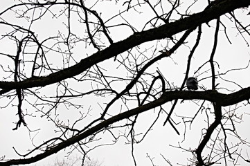 Krähe auf Baum