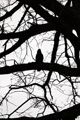 Krähe auf Baum