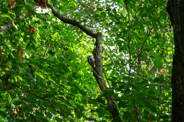 Fototapeta premium Great spotted woodpecker in tree