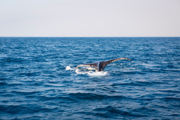 Fototapeta premium Australia whale in queensland whitsundays