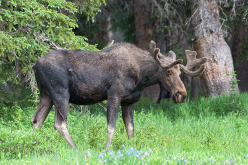 Shiras Moose in Colorado. Shiras are the smallest species of Moose in North America